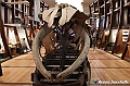 VBS_0933 - Riapre il Museo di Scienze Naturali dopo dieci anni di chiusura